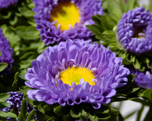 Asters